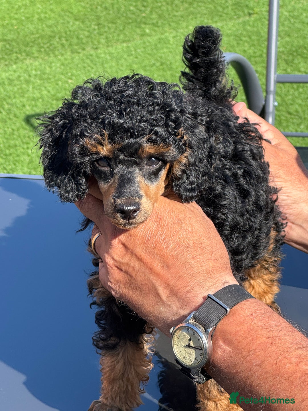 Toy Poodle dogs for sale: Just 1 stunning Phantom  boy KC reg  🐩  - Image 1