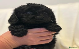 Cavapoo dogs for sale: Beautiful F1 Cavapoos  - Image 11