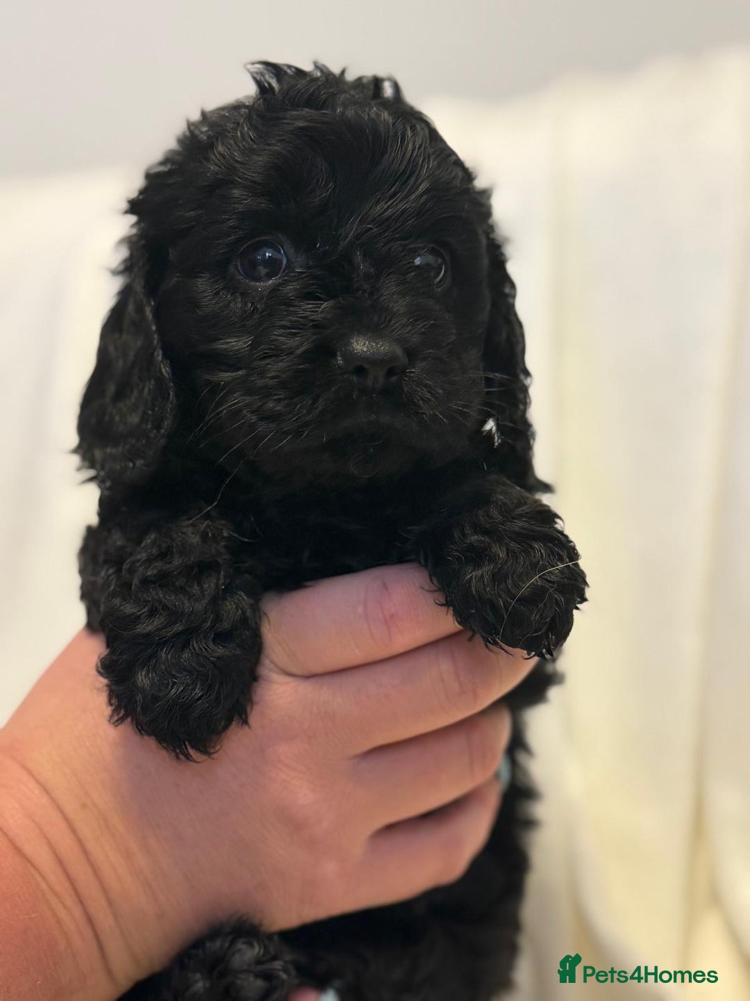 Cavapoo dogs for sale: Beautiful F1 Cavapoos  - Image 11