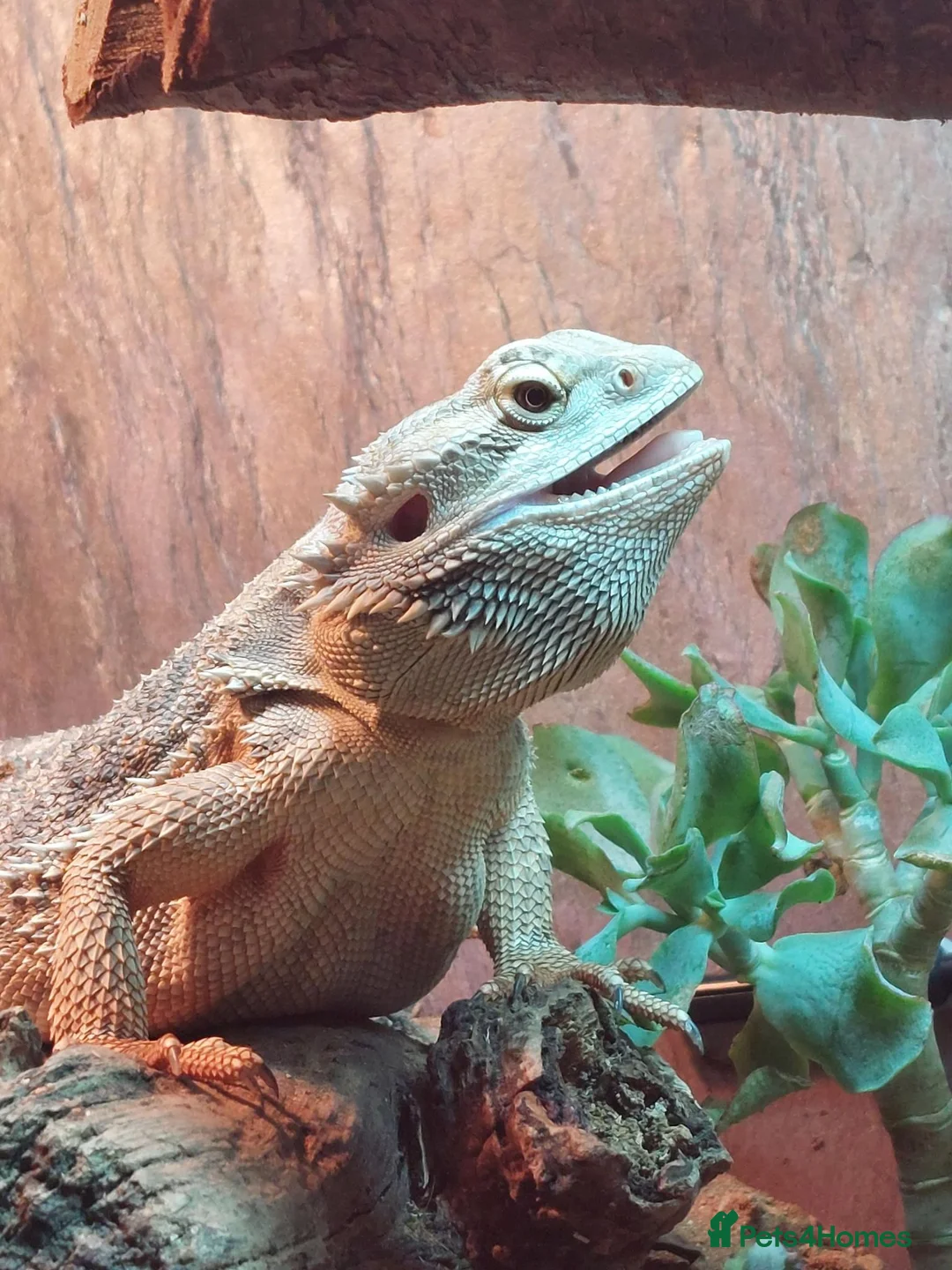 Bearded Dragon reptiles for sale: Female 4yr Bearded Dragon, friendly & curious - Advert 4