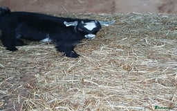 Goats livestock for sale: Pygmy Goat Wether kids for sale  - Image 8