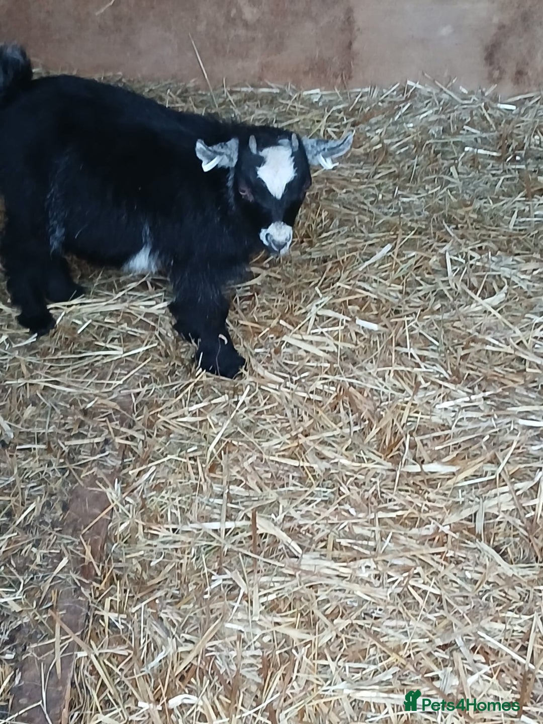 Goats livestock for sale: Pygmy Goat Wether kids for sale  - Image 8