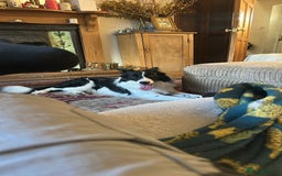 Border Collie dogs for sale: I’m bob  - Image 4