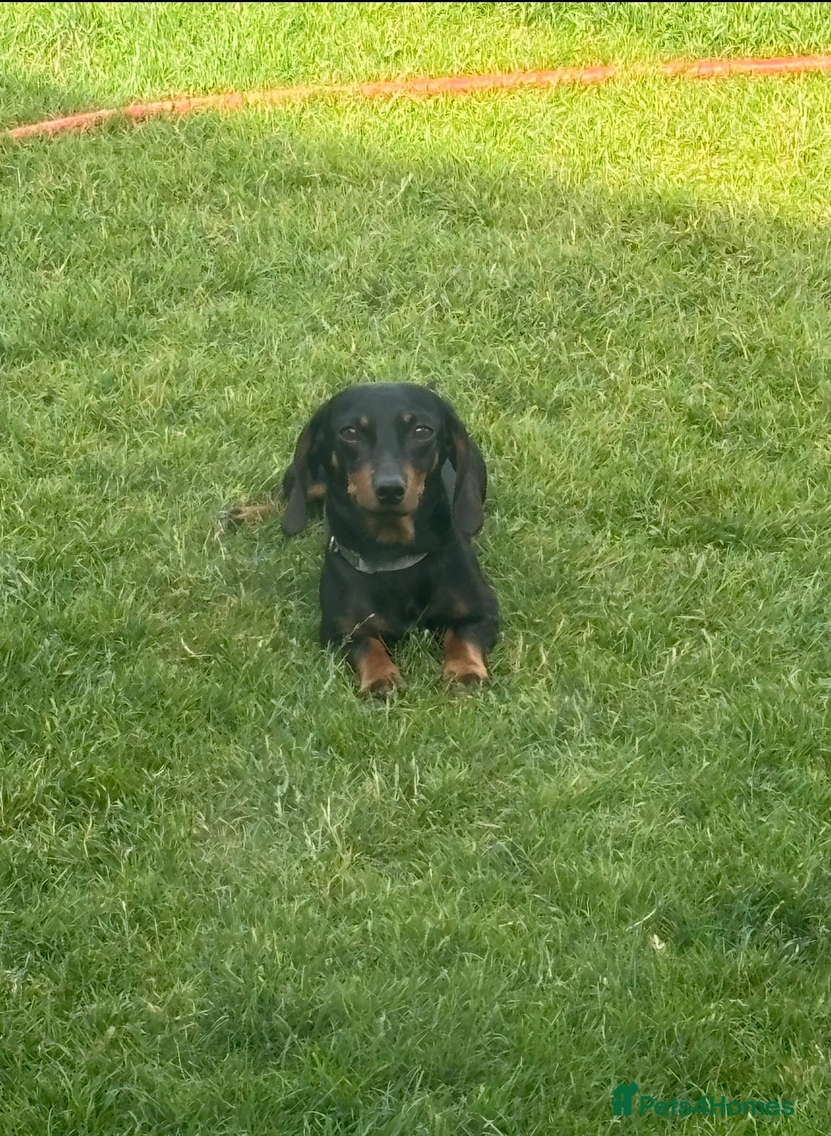 Dachshund dogs dachshund puppies - Advert 1