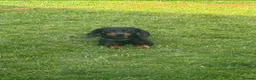 Dachshund dogs for sale: dachshund puppies - Advert 1