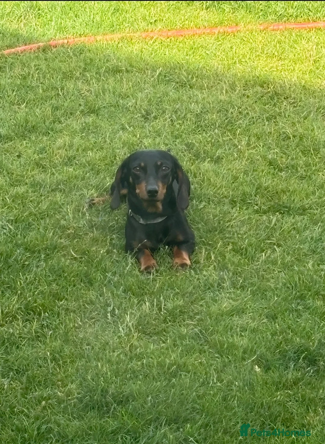 Dachshund dogs for sale: dachshund puppies - Advert 1