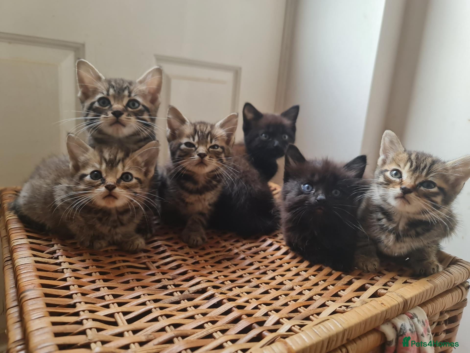 Mixed Breed cats Kittens for sale  - Advert 1