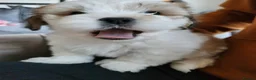 Mixed Breed dogs for sale: Lhaso Apso / Bicon Frise mix female puppies  in Dumfries - Advert 7