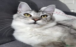 Maine Coon cats for sale: pure maine coon kittens - Image 14