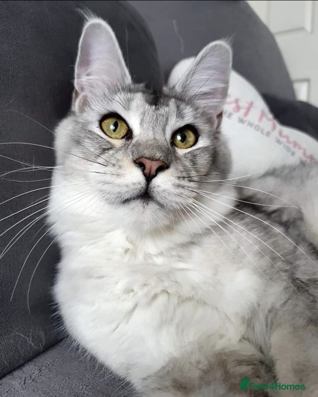 Maine Coon cats for sale: pure maine coon kittens - Image 14