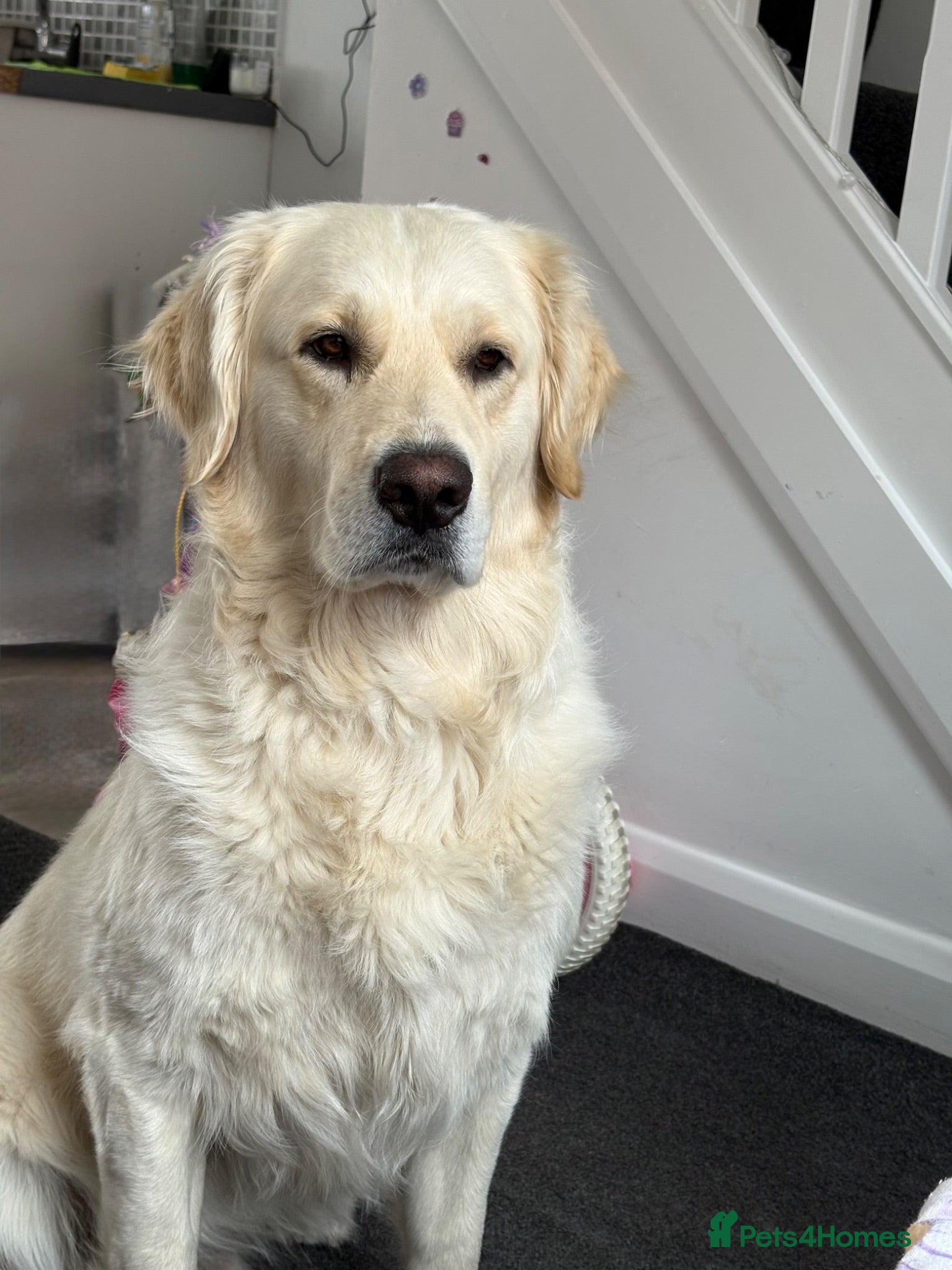 Golden Retriever dogs Milo would like to meet a girlfriend  - Advert 1