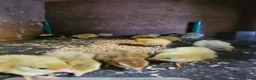 Quail poultry for sale: Coturnix quail chicks beautiful colours  - Advert 1