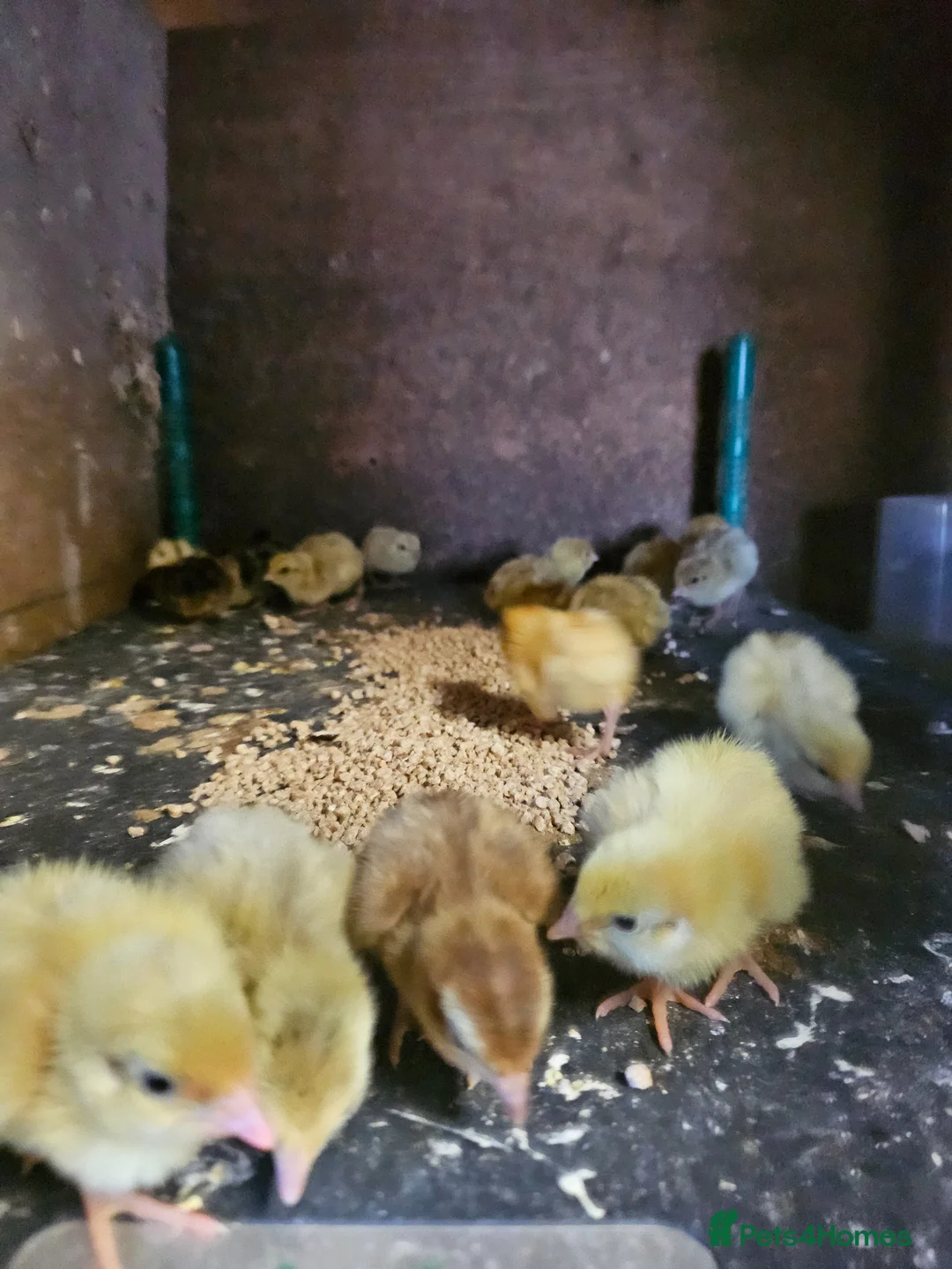 Quail poultry for sale: Coturnix quail chicks beautiful colours  - Advert 1