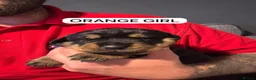 Rottweiler dogs for sale: Last little girl  - Advert 6