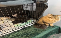 Mixed Breed cats for sale: Beautiful Persian Chinchilla cross kittens  - Image 20
