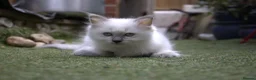 Ragdoll cats for sale: Beautiful Ragdoll kittens in Loughton - Advert 13