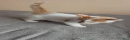 Mixed Breed cats for sale:  Beautiful Kittens Looking for friendly home  in Wigston - Advert 5