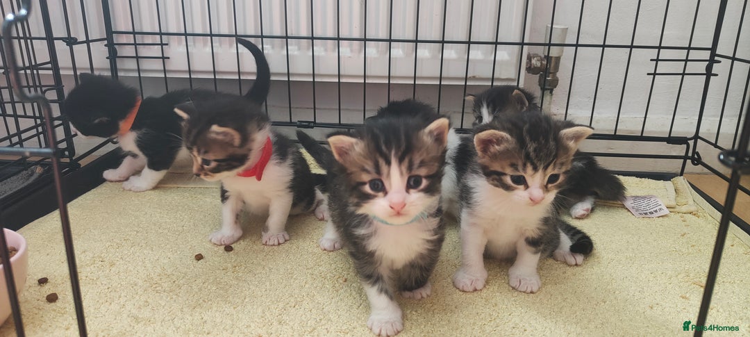 Mixed Breed cats for sale: Ragdoll mixed kittens - Image 16