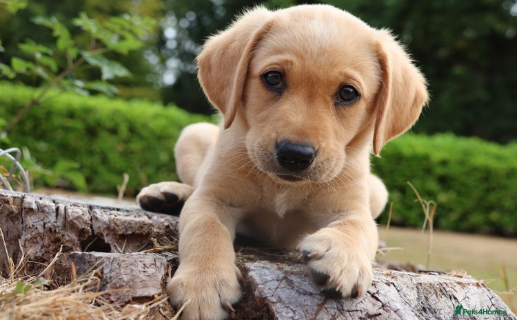 Labrador Retriever dogs - Advert 9