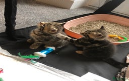 British Shorthair cats for sale: STUNNING AND LOVING BSH x DSH KITTENS - Image 25