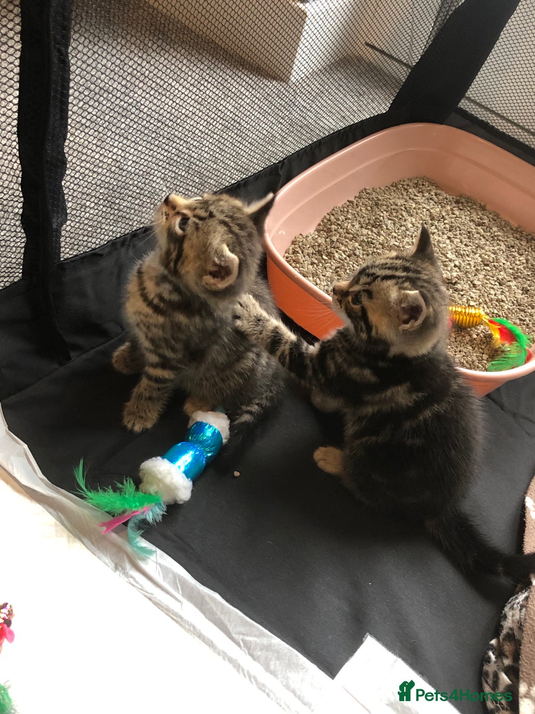 British Shorthair cats for sale: STUNNING AND LOVING BSH x DSH KITTENS - Image 25