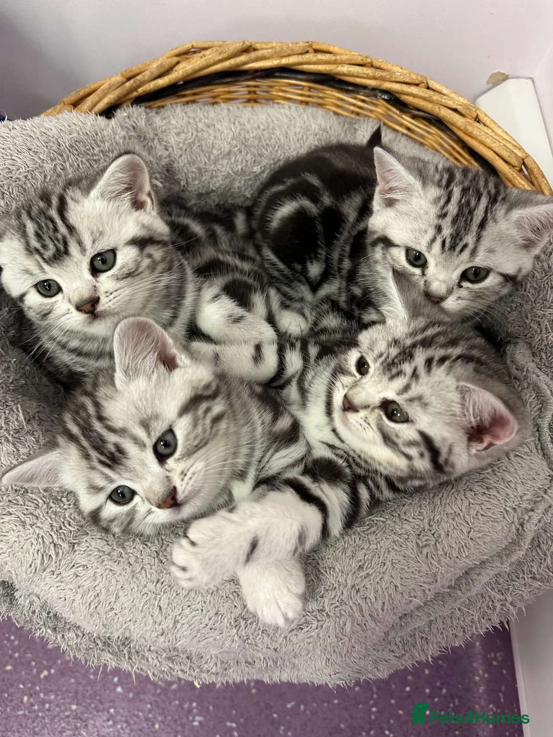 British Shorthair cats for sale: BSH stunning Silver Tabby kittens - Advert 11