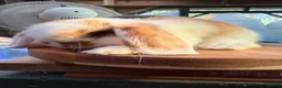 Mini Lop rabbits for sale: MINI LOP BUNNIES - PEDIGREE  - Advert 37