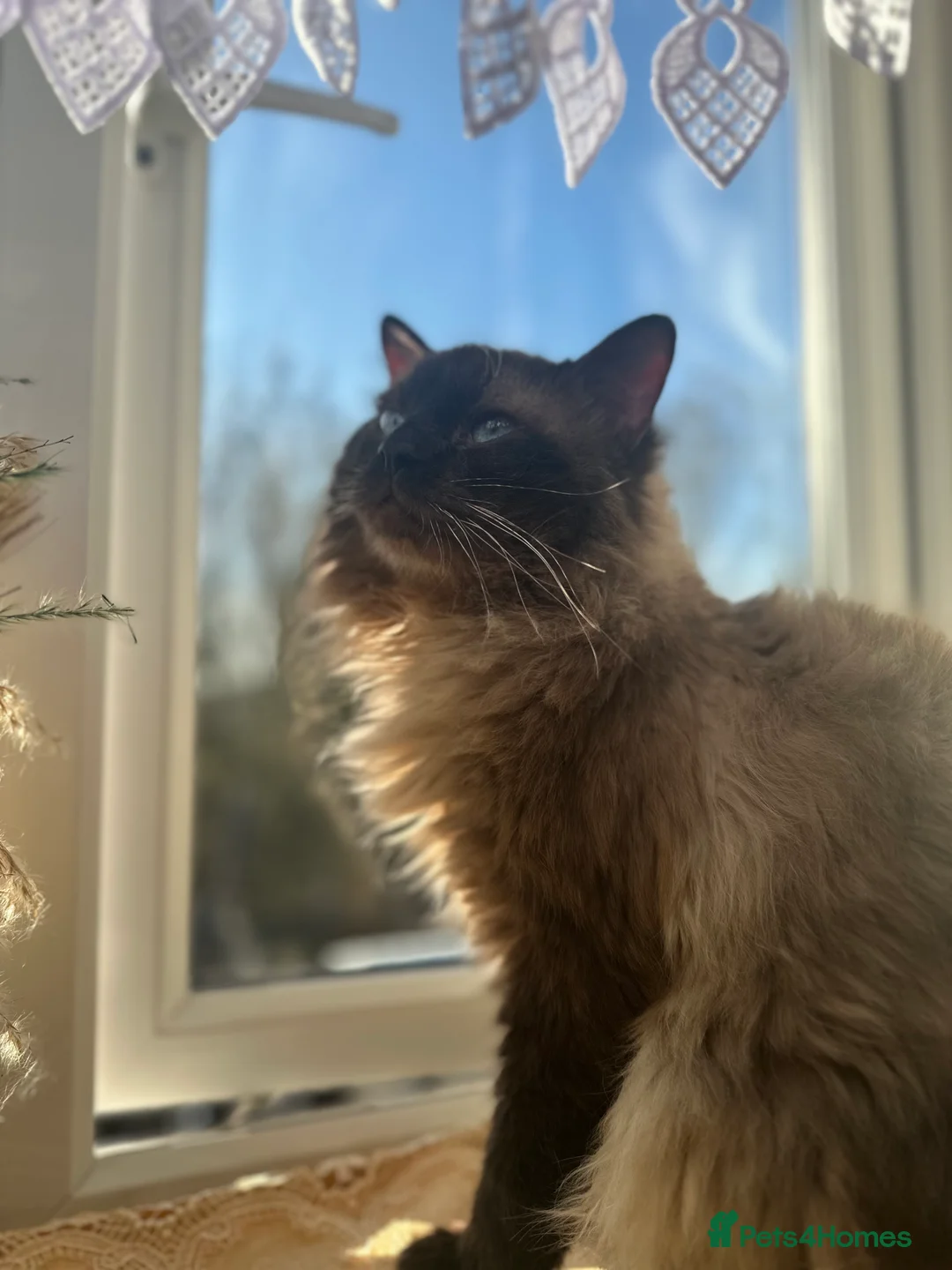 Ragdoll cats for stud: Male (Ragdoll Stud)🐱 in Wednesbury - Advert 3