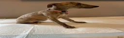 Whippet dogs for sale: Whippets  - Advert 4