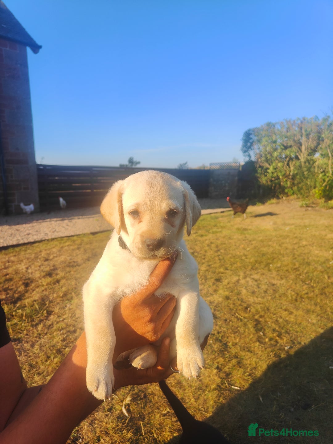 Labrador Retriever dogs for sale: Labrador puppies KC reg  - Image 11