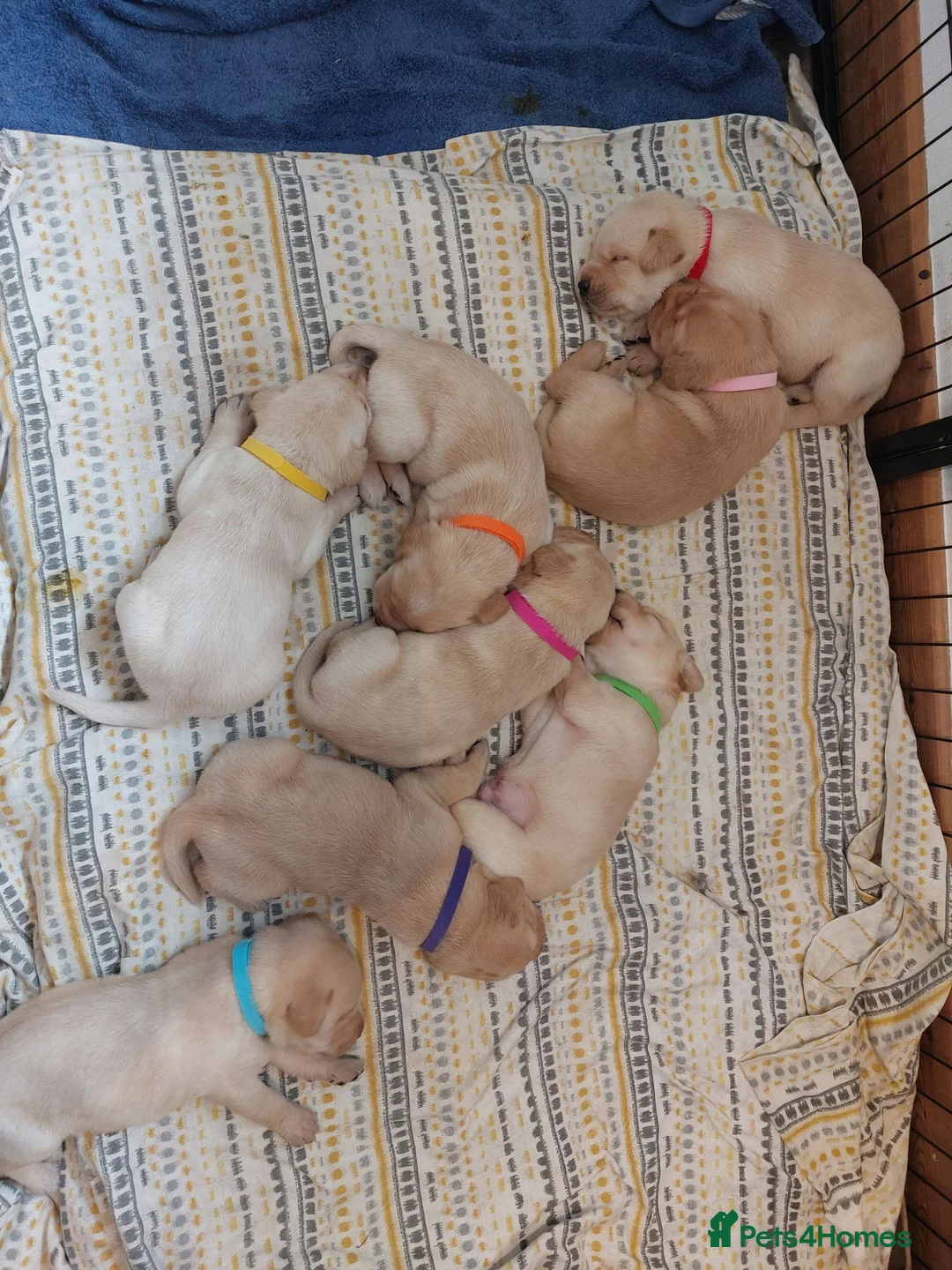 Labrador Retriever dogs for sale: Beautiful Labrador Puppies – Yellow & Fox Red in Crewkerne - Advert 1