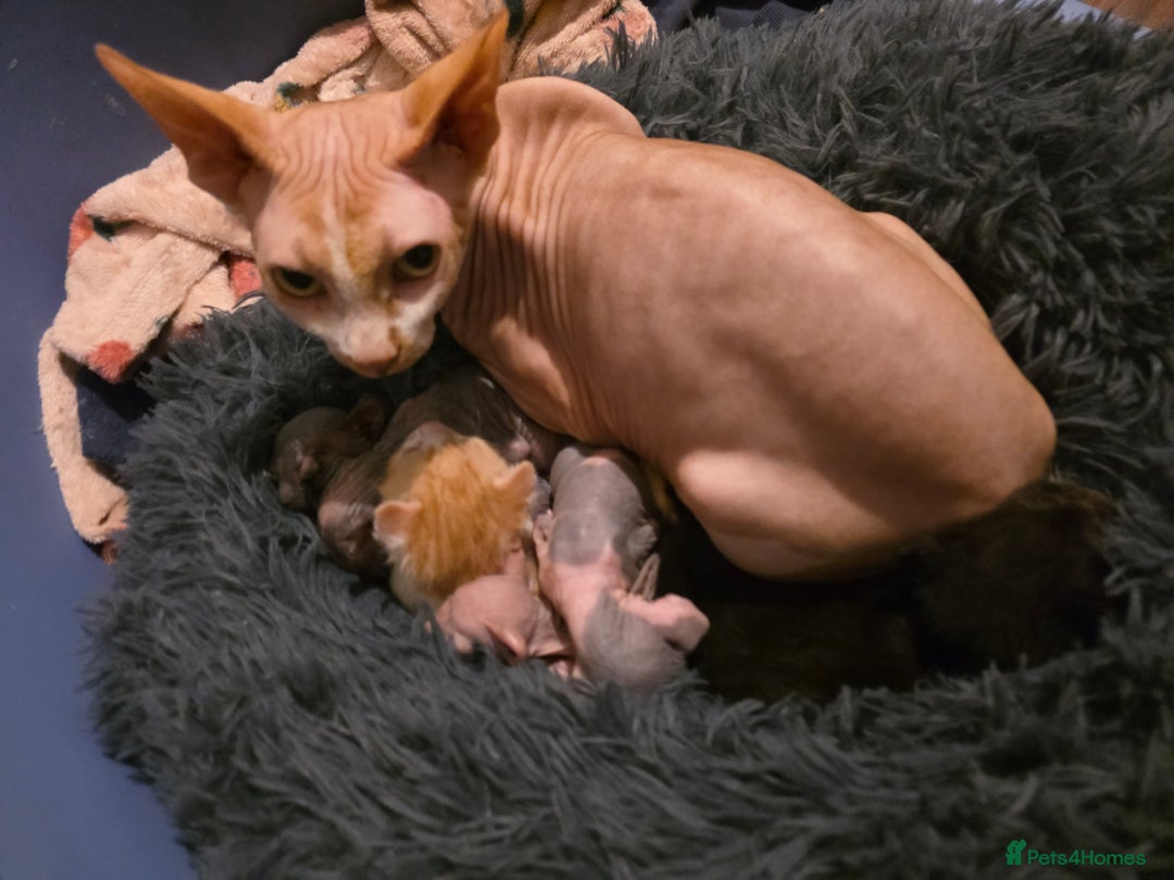 Sphynx cats for sale: Adorable Male Kitten – Sphynx x Devon Rex Cross - Advert 14