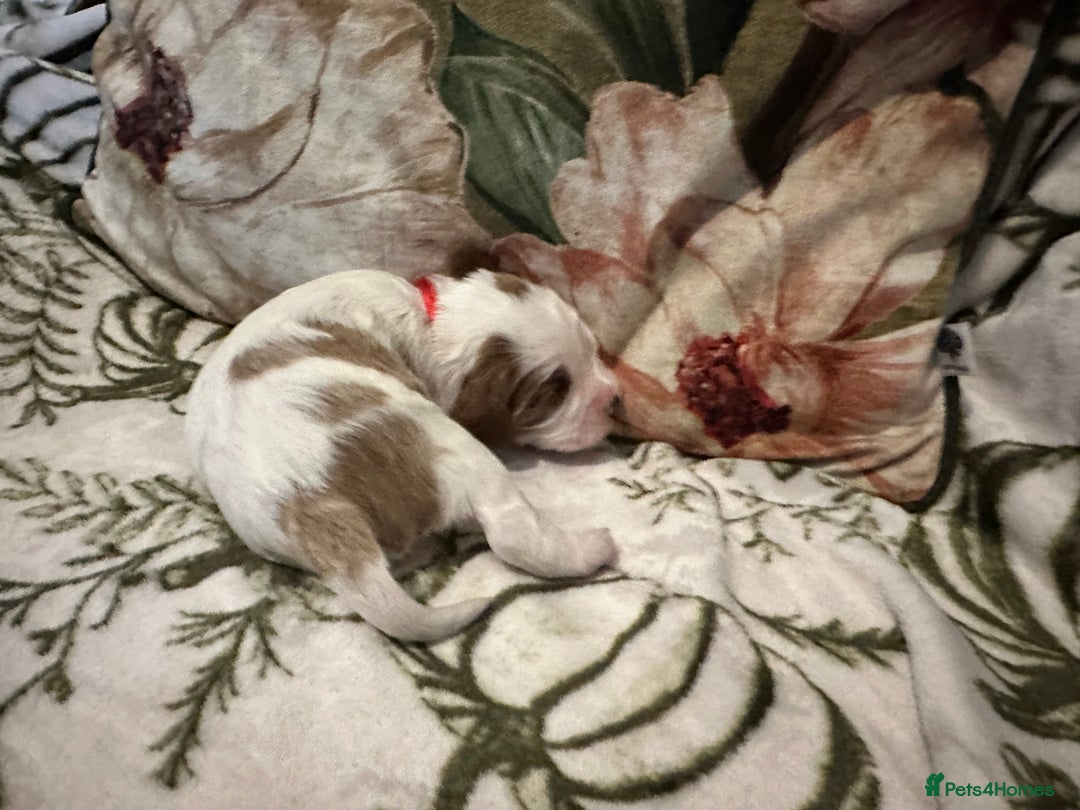 Mixed Breed dogs for sale: Cockalier puppies  - Advert 3