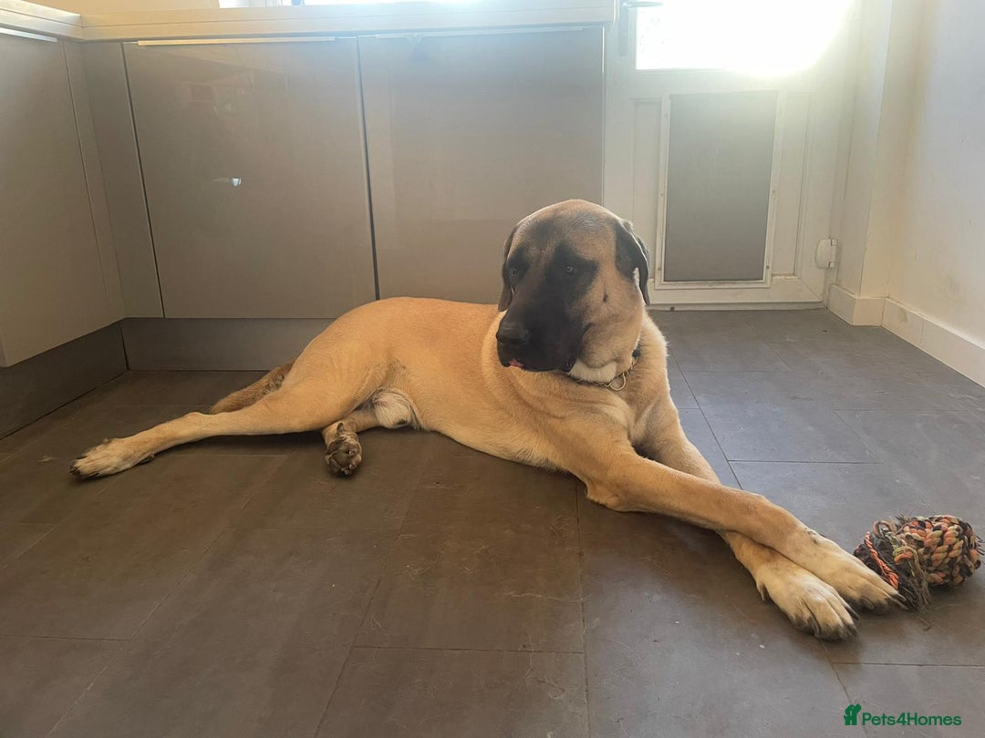 Turkish Kangal dogs for stud: Bruno 'The Kangal King' - Image 11