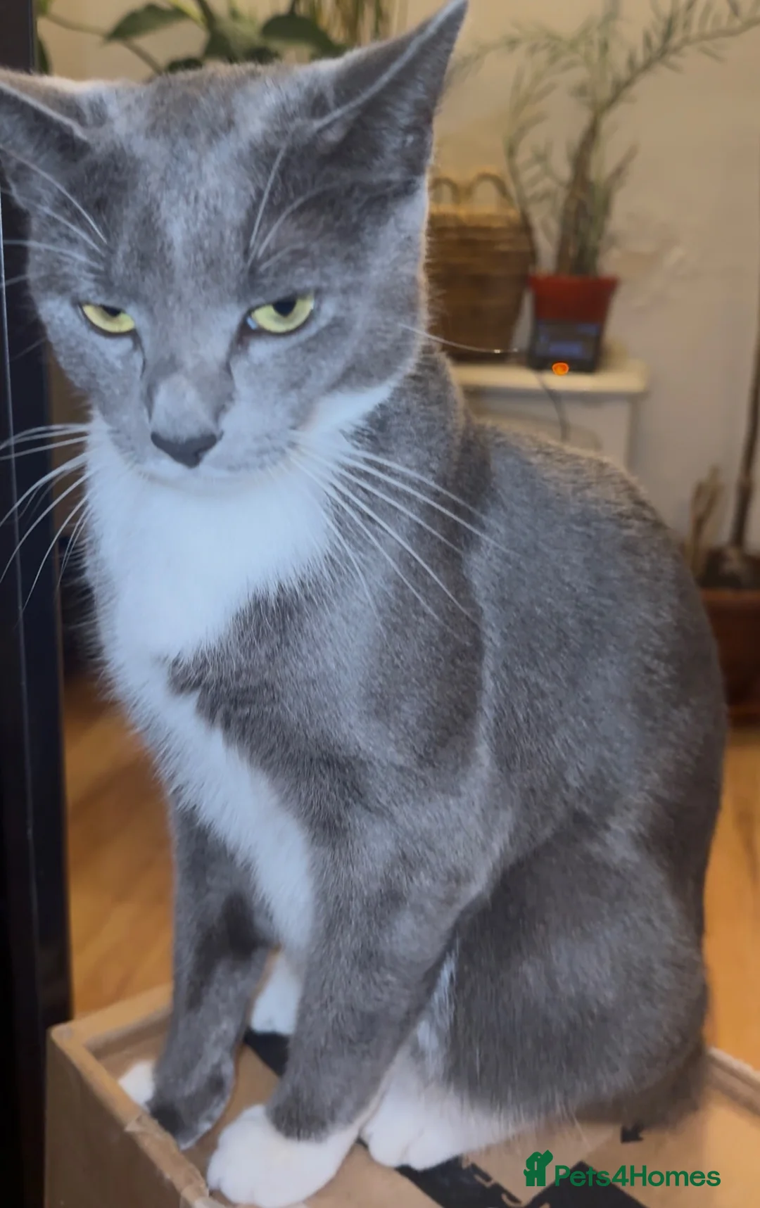 Russian Blue cats for sale: Russian blue tuxedo - Advert 5