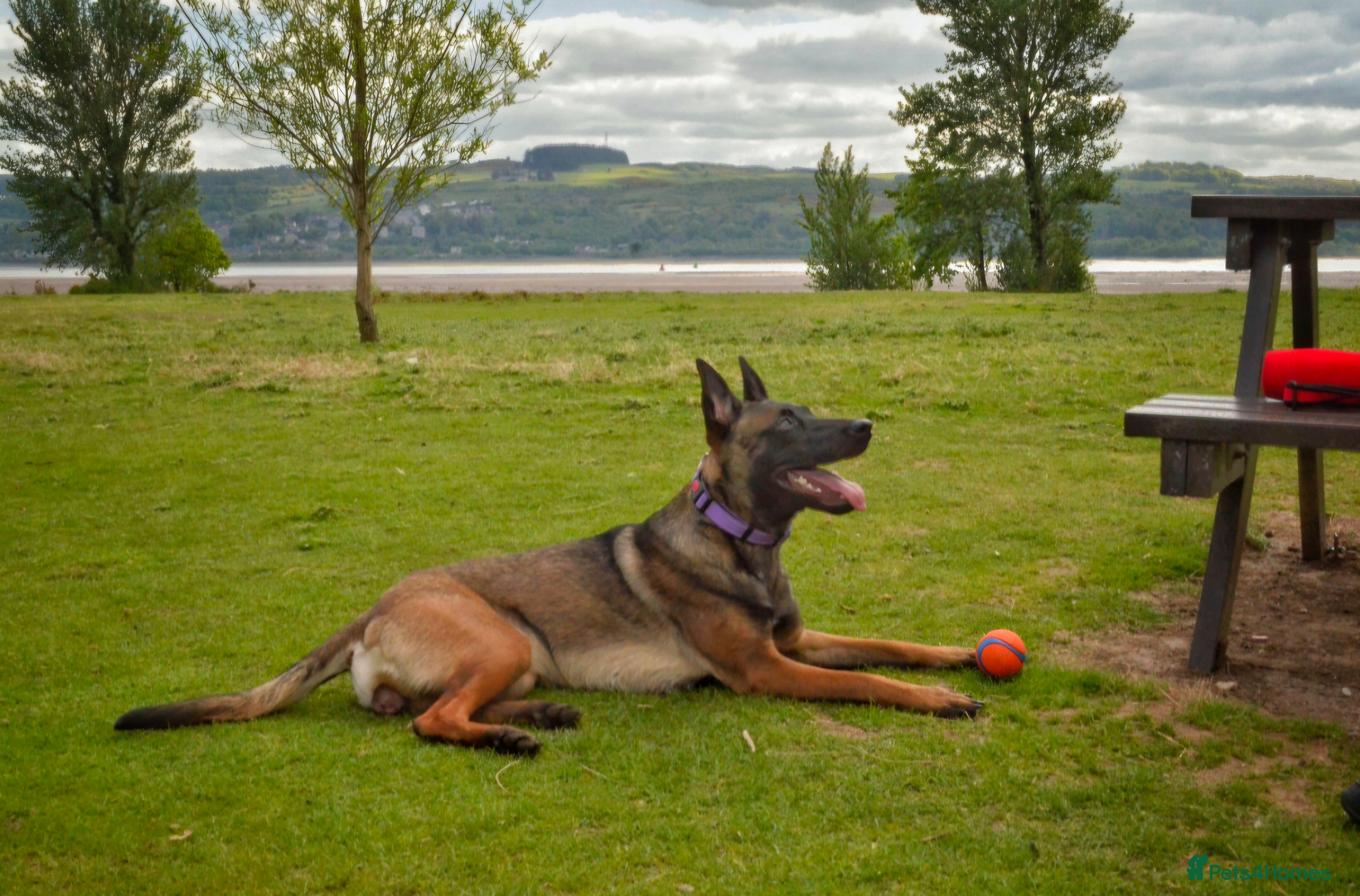 Belgian Shepherd Dog dogs Belgian Malinois Puppies - Advert 1
