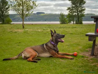 Belgian Shepherd Dog dogs Belgian Malinois Puppies - Advert 1