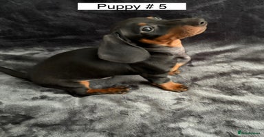 Miniature Dachshund dogs - Advert 11