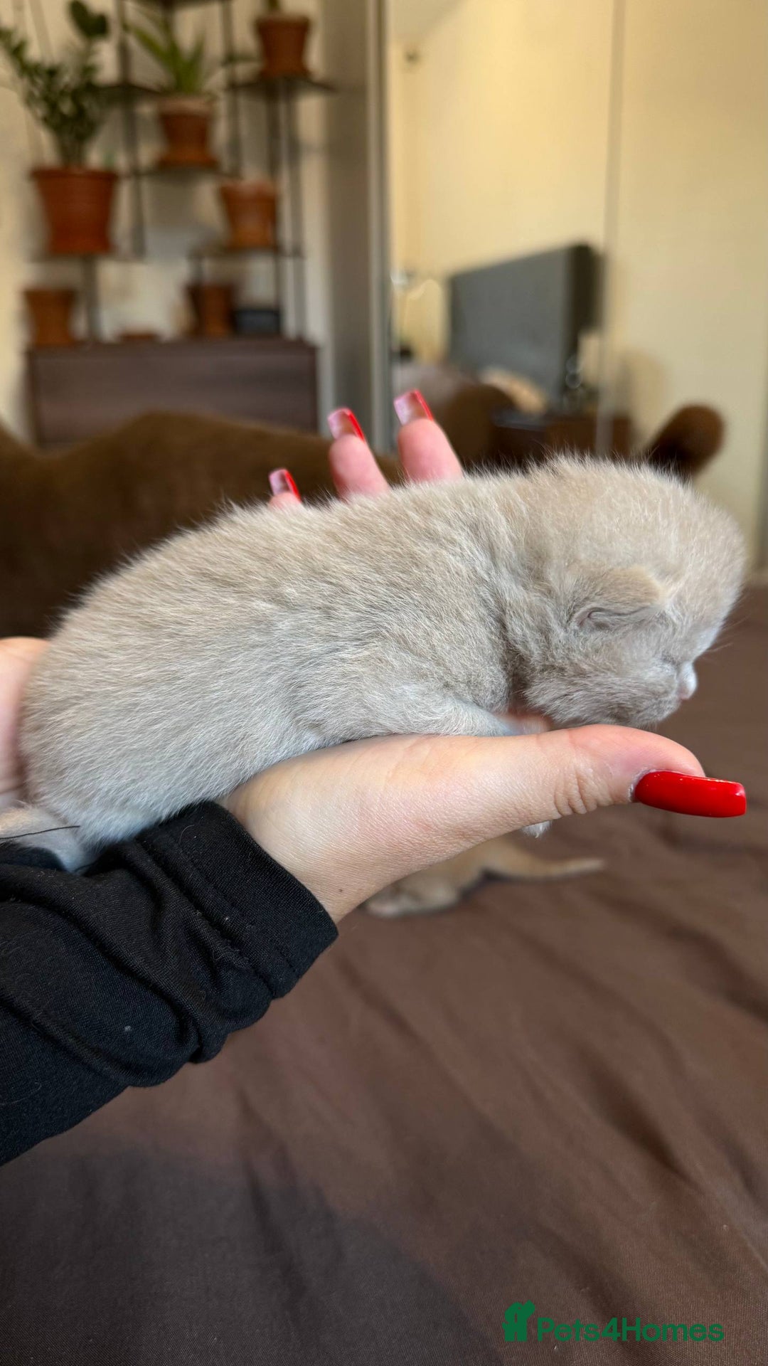 British Shorthair cats for sale: Luxury British Shorthair Kittens | Cinnamon & Fawn - Advert 12