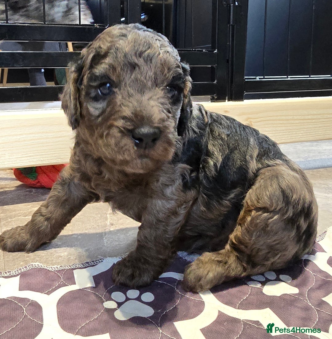 Cavapoo dogs for sale: Cavapoo puppies extensive health tested - Advert 2