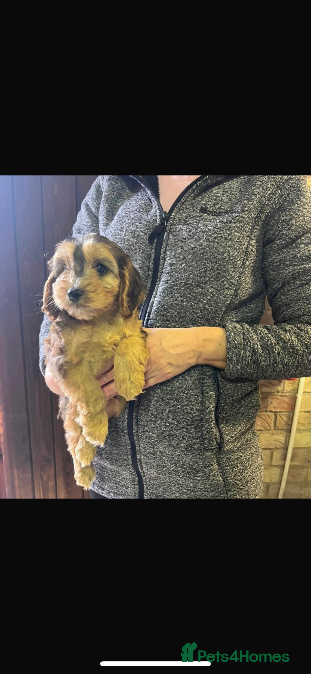 Cockapoo dogs for sale: Adorable show cocker poo puppies - Image 4