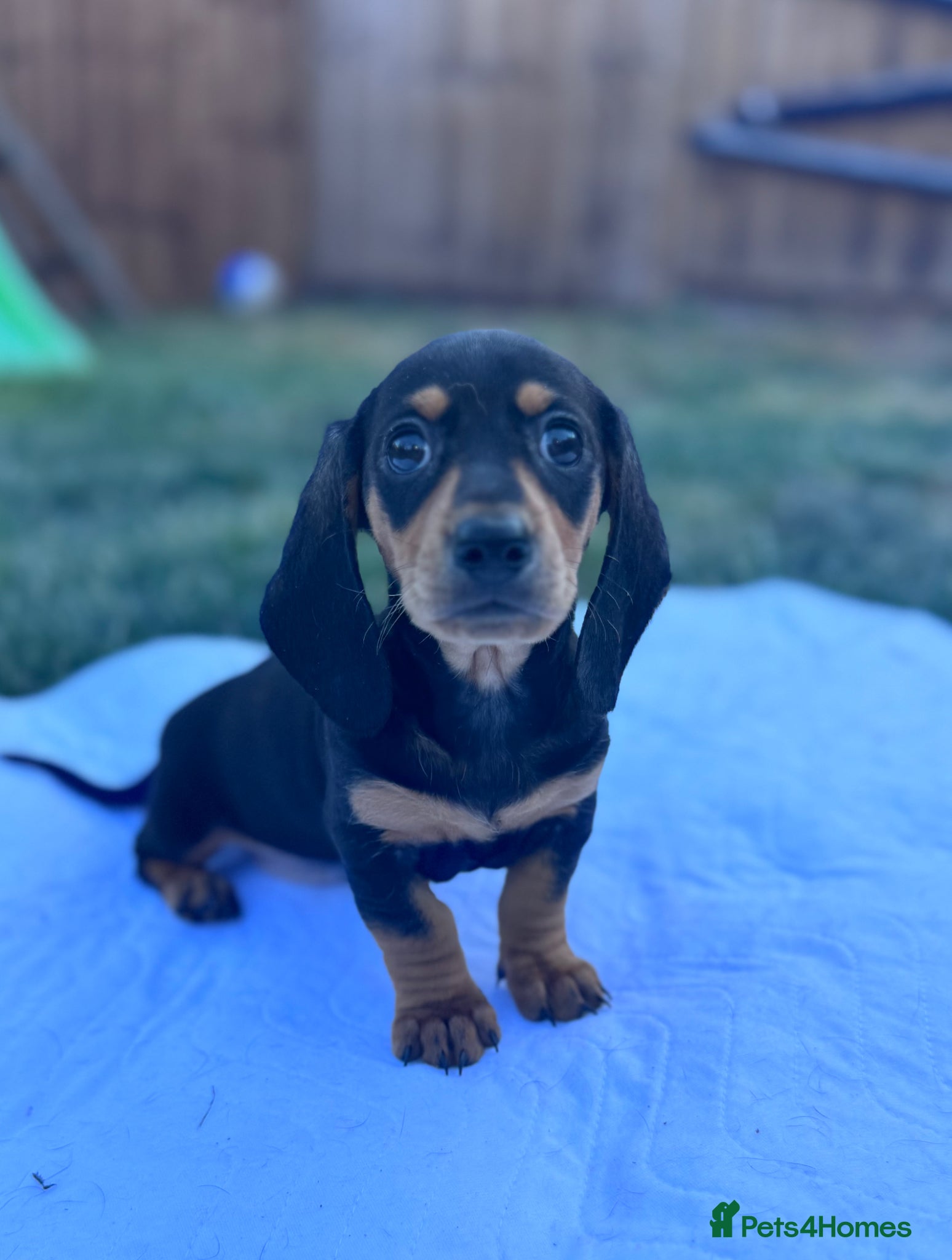 Miniature Dachshund dogs for sale: Adorable mini smoothe dachshund puppies - Advert 3