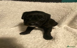 Mixed Breed dogs for sale: Staffypoos for sale - Image 24