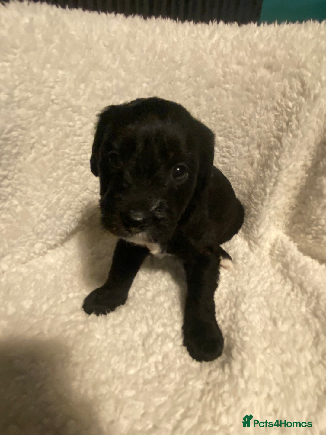 Mixed Breed dogs for sale: Staffypoos for sale - Image 24