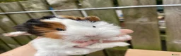 Guinea Pig rodents for sale: Male Guineapigs  - Advert 1