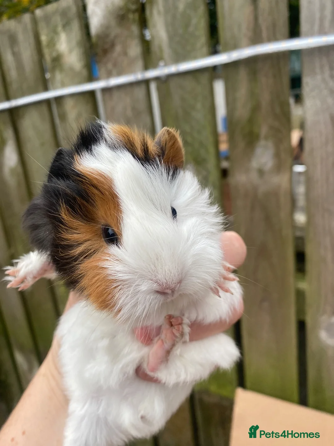 Guinea Pig rodents for sale: Male Guineapigs  - Advert 1