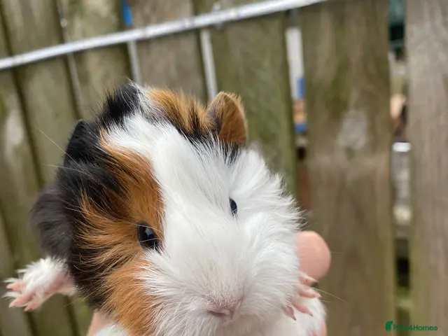 Guinea Pig rodents for sale: Male & female - Advert 2