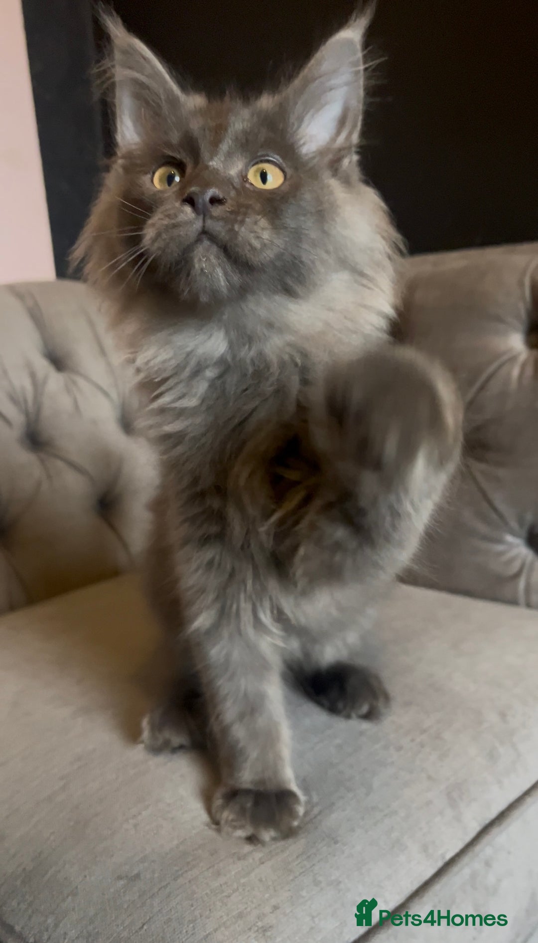 Maine Coon cats for sale: 🏆 PEDIGREE MAINE COON KITTENS GCCF 🏆  - Advert 21