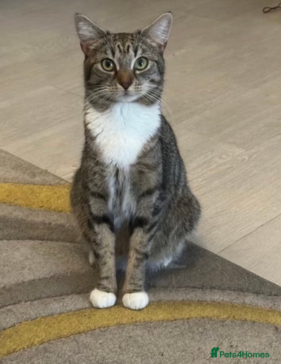 Mixed Breed cats for sale: 6 month female kitten ready for new home - Advert 7