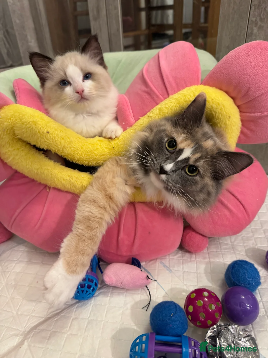 Ragdoll cats for stud: Ragdoll Cherubim ❤️ looking stud  - Advert 5